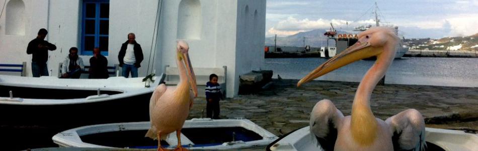mykonos-pelican-3.jpg